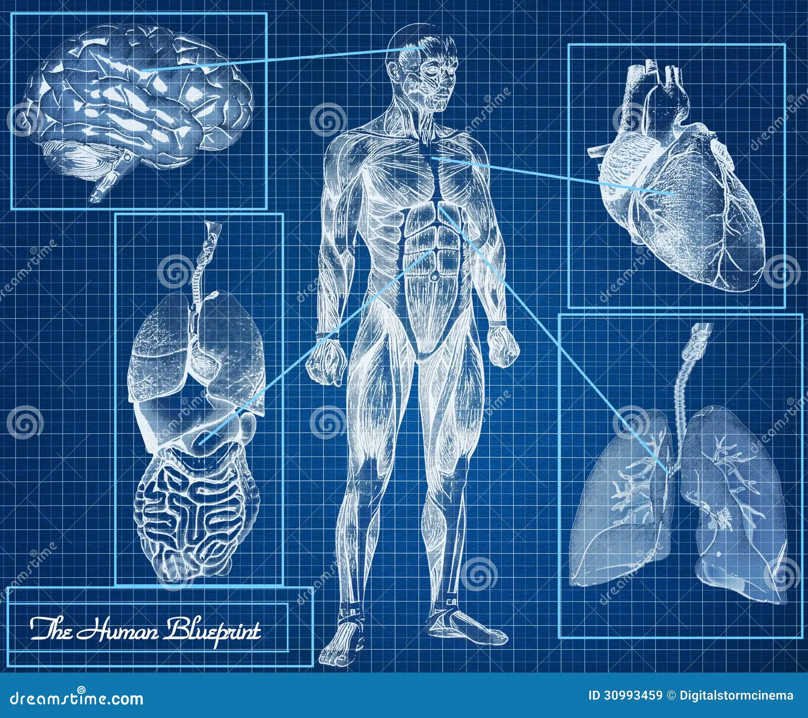 Body Blueprint